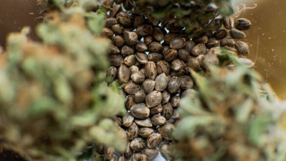 The guide for the informed collector: What distinguishes exceptional cannabis seeds from ordinary genetics.